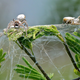 Velvet spiders. (Image: Bernard Dupont/Flickr)